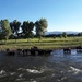Cattle in the river by blueberry1222