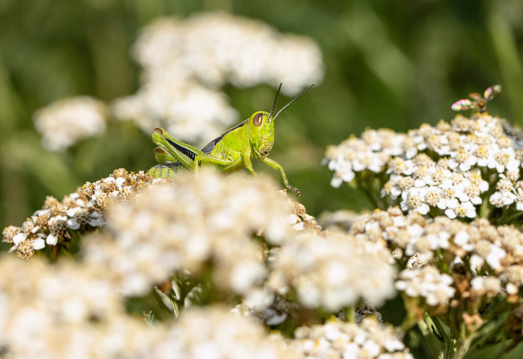 grasshopper by aecasey