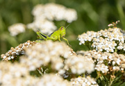 22nd Jul 2023 - grasshopper