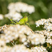 grasshopper by aecasey