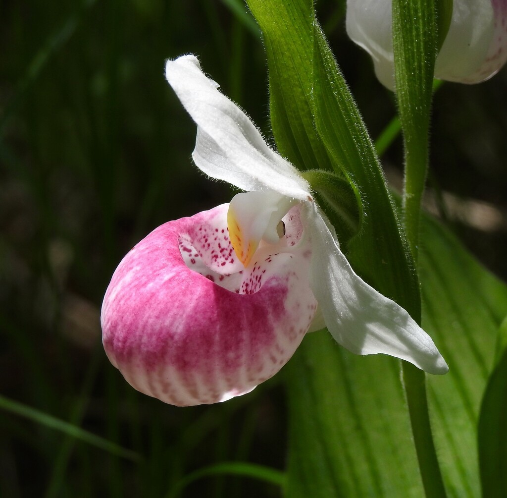 Lady's Slipper by sunnygreenwood