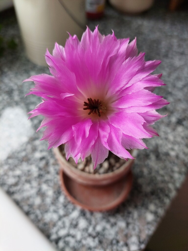 Cactus flower by samcat