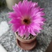 Cactus flower by samcat