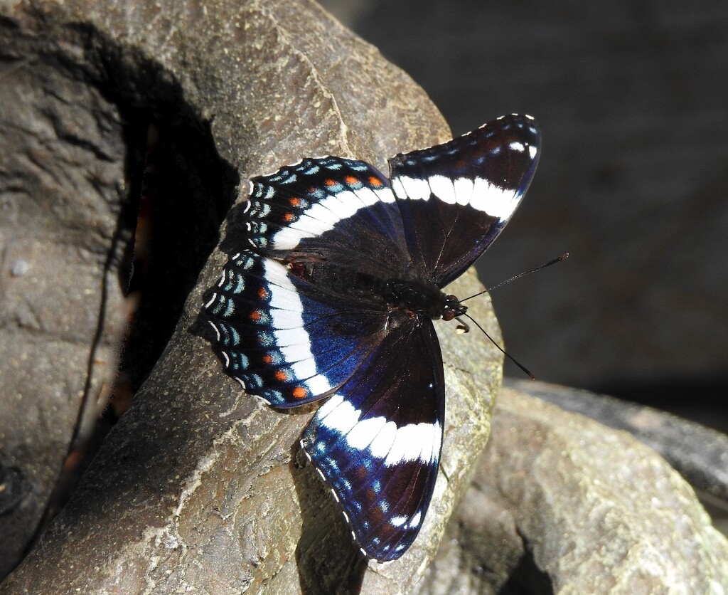 White Admiral by sunnygreenwood