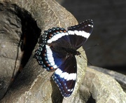 2nd Jul 2019 - White Admiral