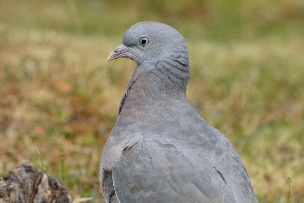 YOUNG WOOD PIGEON by markp