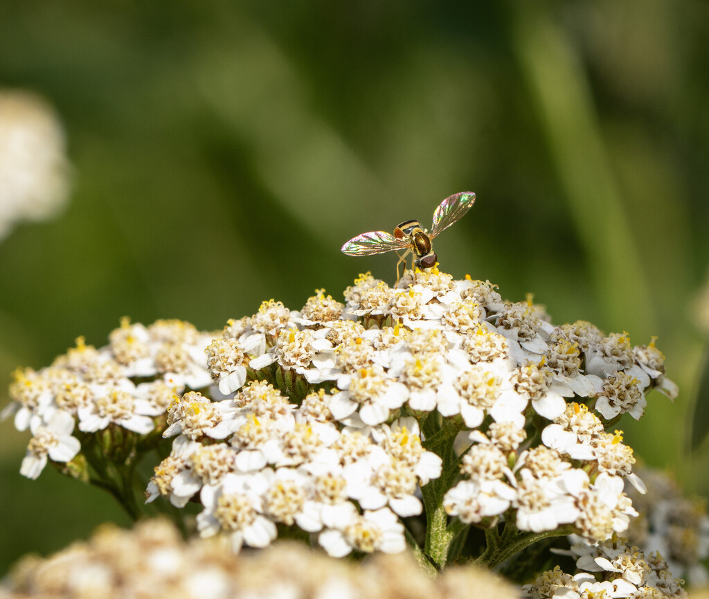 yarrow visitor by aecasey