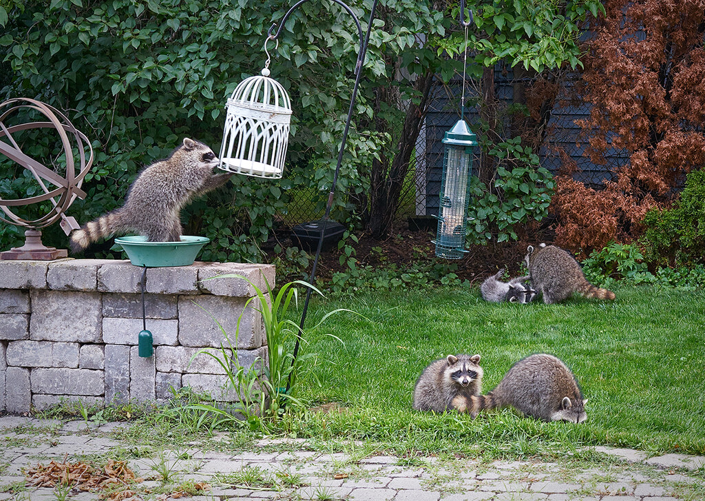 Raccoon Circus by gardencat