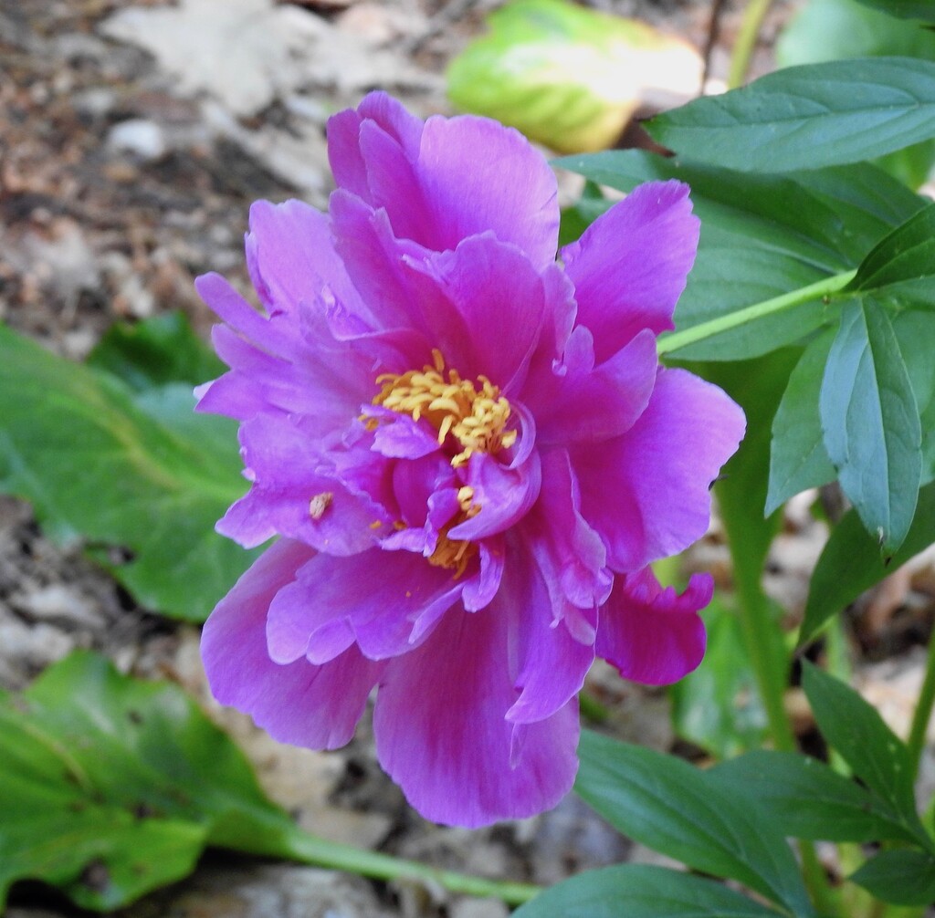 Peonies Going Strong by sunnygreenwood