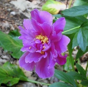 3rd Jul 2019 - Peonies Going Strong