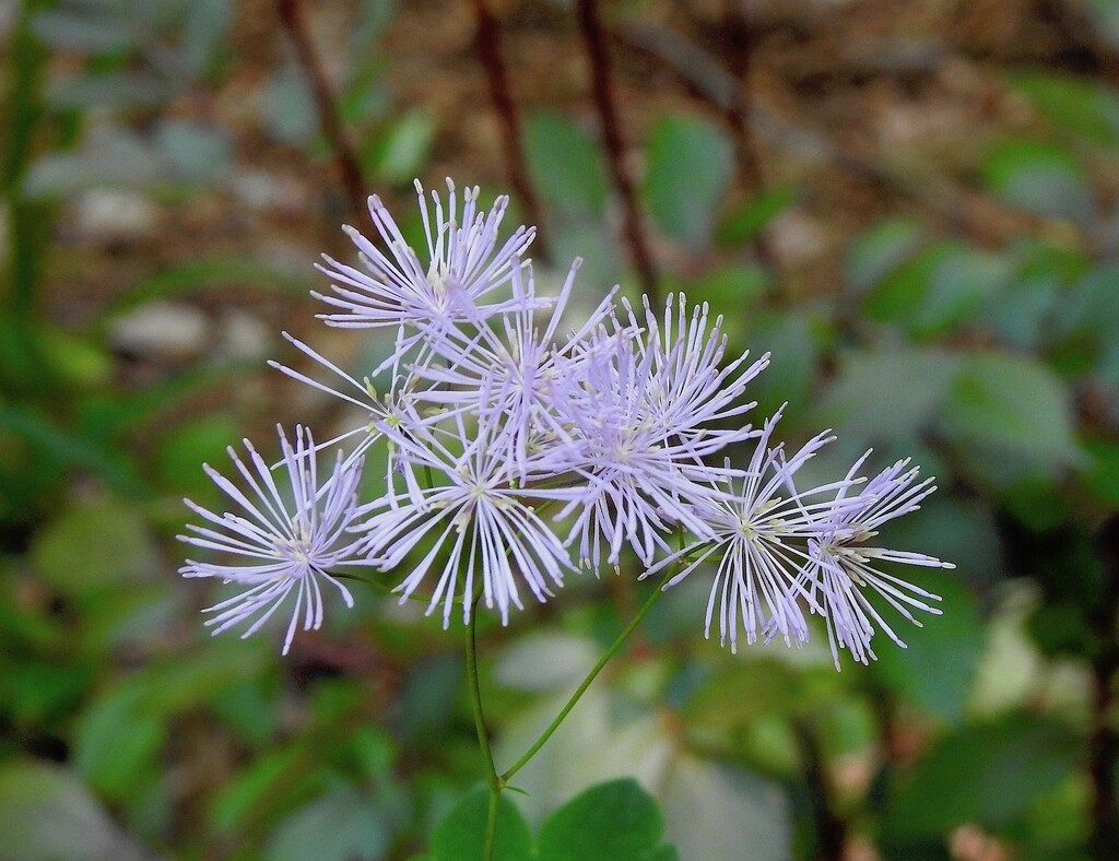 Thalictrum by sunnygreenwood