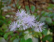 4th Jul 2019 - Thalictrum