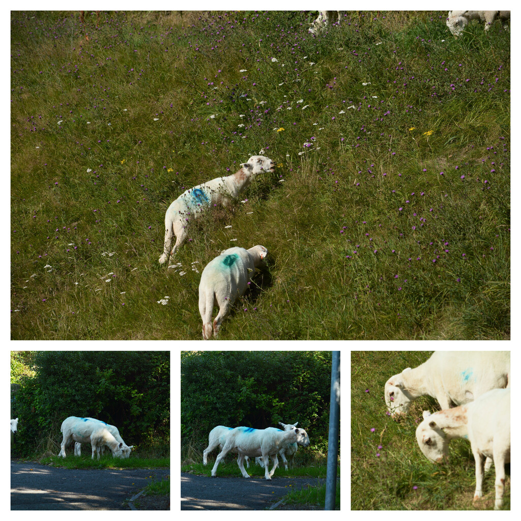 Sheep Collage by ziggy77