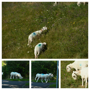 25th Jul 2023 - Sheep Collage