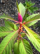 25th Jul 2023 - Celosia - survivors