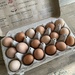 Eggs from the neighbor chickens by margonaut