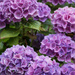 Blossoming hydrangea by busylady