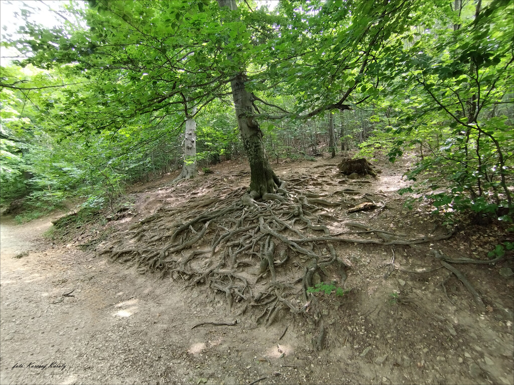 Interesting root system by kork