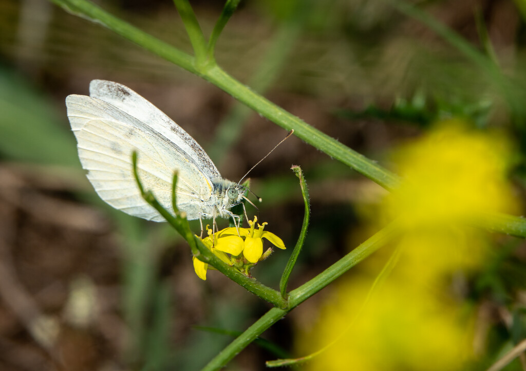 Small White by humphreyhippo