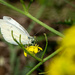 Small White by humphreyhippo