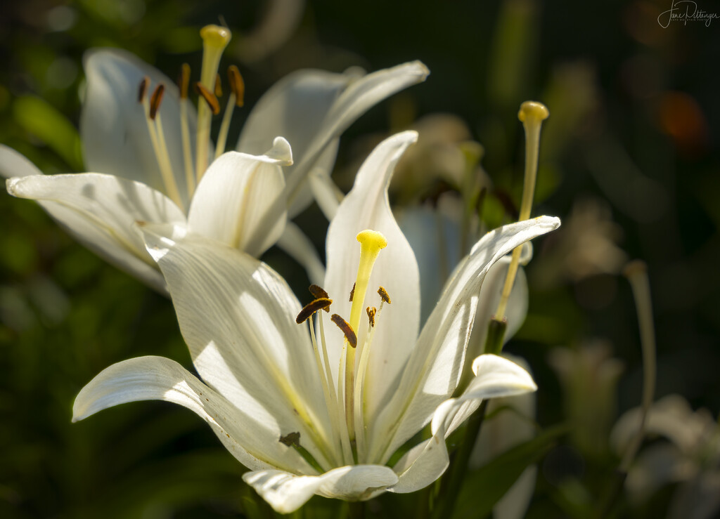 White Lily  by jgpittenger