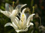 25th Jul 2023 - White Lily 
