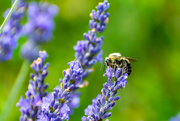 23rd Jul 2023 - Bee on Lavender