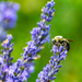 Bee on Lavender by lifeisfullofpictures