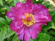 8th Jul 2019 - Peony