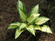 9th Jul 2019 - Hosta "Moonstruck"