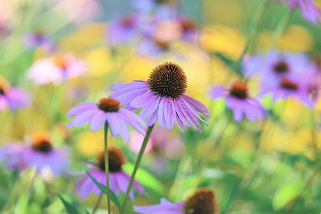 Garden Colors by lynnz