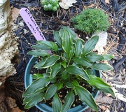 10th Jul 2019 - Mini Hosta "Kifi Kurin Ko Mame"