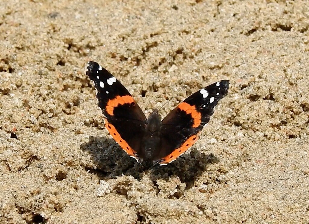 Red Admiral by sunnygreenwood