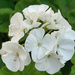 White Geranium by larrysphotos