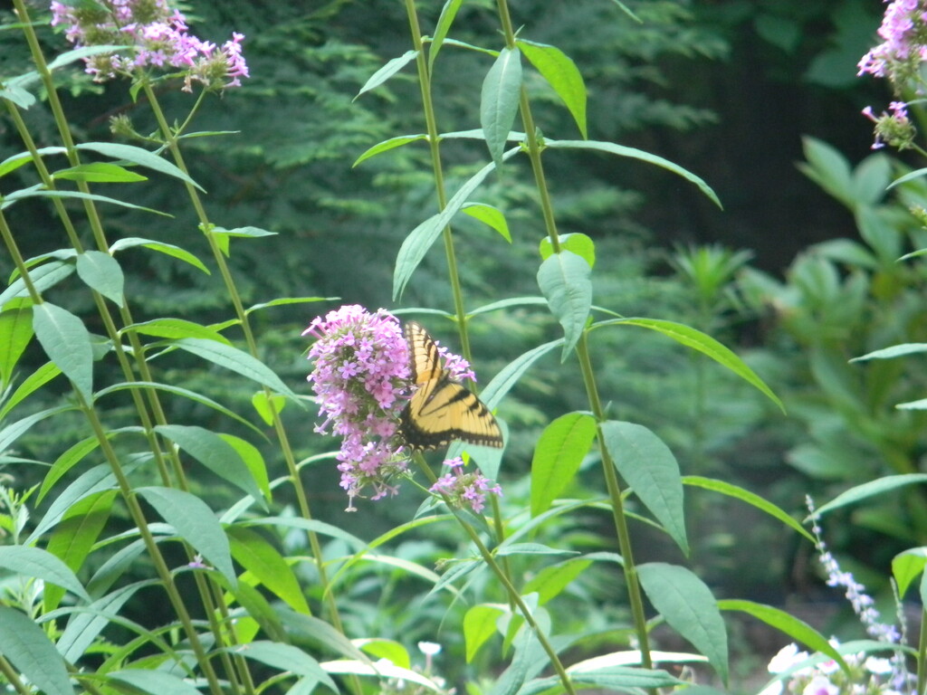 Butterfly in Neighbor's Garden  by sfeldphotos