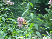 25th Jul 2023 - Butterfly in Neighbor's Garden 