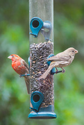25th Jul 2023 - The Finches