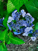 25th Jul 2023 - Hydrangea