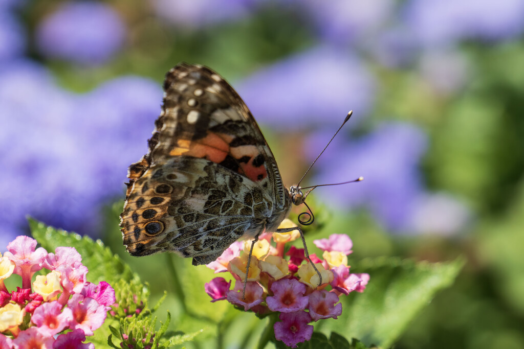 Painted Lady by kvphoto
