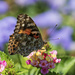 Painted Lady by kvphoto