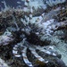 Lionfish by wh2021