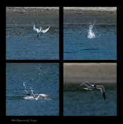 25th Jul 2023 - Caspian Tern Collage