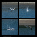 Caspian Tern Collage by theredcamera