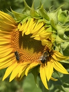 25th Jul 2023 - Bee-utiful! 