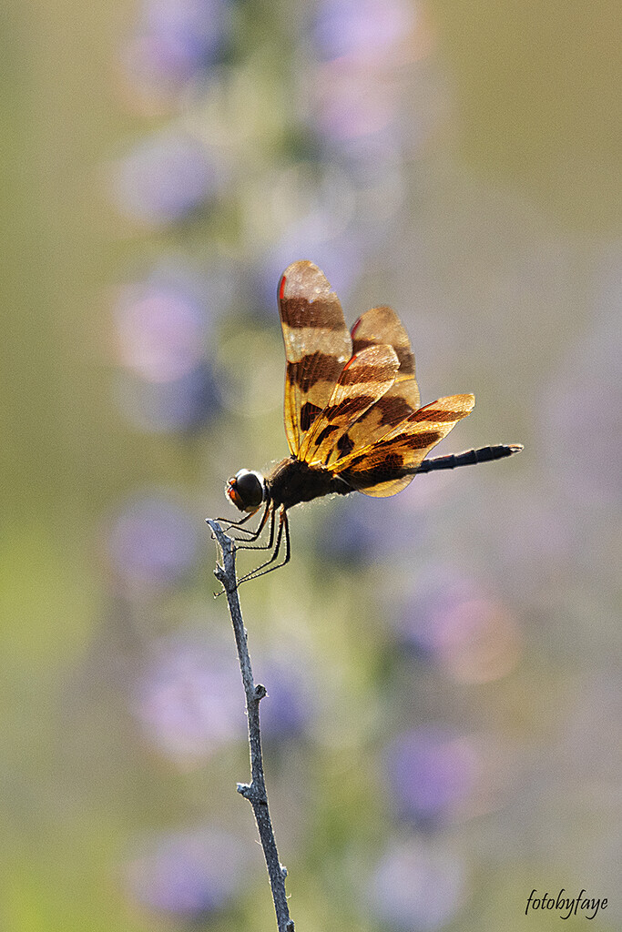 Dragonfly with pretty bokeh by fayefaye