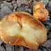 Monster Mushroom by olivetreeann