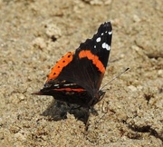 13th Jul 2019 - Red Admiral Butterfly