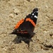 Red Admiral Butterfly by sunnygreenwood