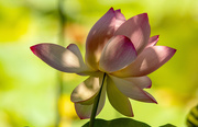 25th Jul 2023 - Probably the Last of the Lotus Flowers!