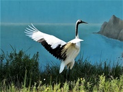 23rd Jul 2023 - Red-crowned Crane